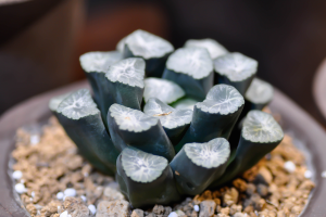Como fazer um arranjo de suculentas com haworthia truncata?
