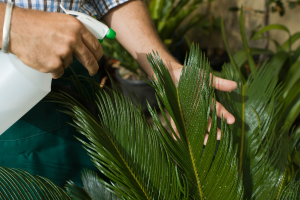 Álcool com Alho: Aprenda a Fazer um Inseticida Natural