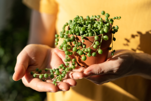 Umidade ideal para planta colar-de-pérola