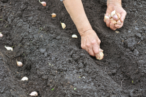 Plantar alho no solo