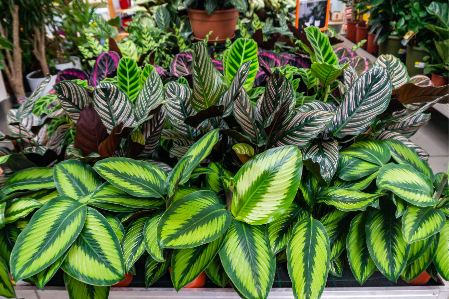 Proteja suas Plantas do Calor