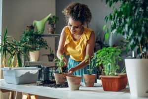 Proteja suas Plantas do Calor