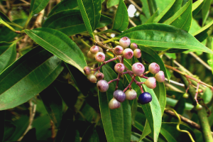 árvore Cinnamomum verum