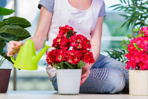 Erros que as Pessoas Cometem ao Cuidar das Plantas