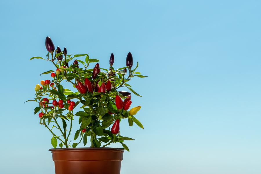 Cultivar Pimentas em Vasos: Tudo o que Você Precisa Saber