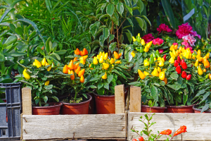 Cultivar Pimentas em Vasos