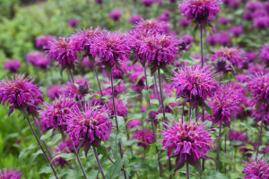 Monarda: plantas repelentes de mosquitos