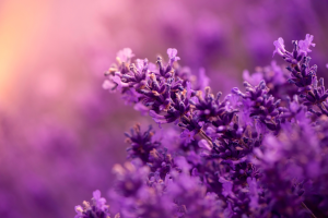 Lavanda