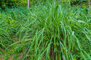 Citronela (Cymbopogon)