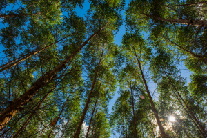 Eucalipto (Eucalyptus Gunnii)
