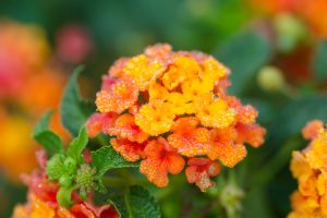 Cambará (Lantana camara): plantas repelentes de mosquitos