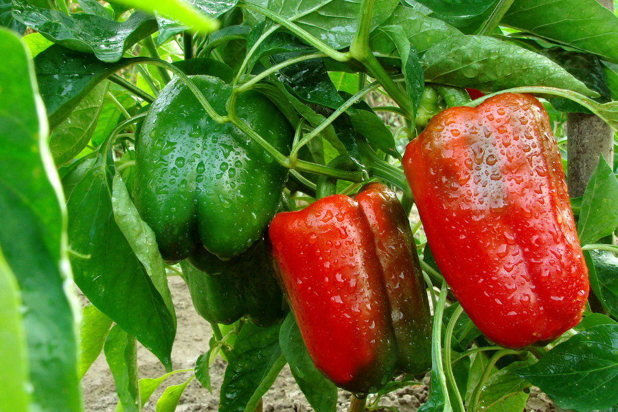 Cultivando seus próprios pimentões em seu quintal