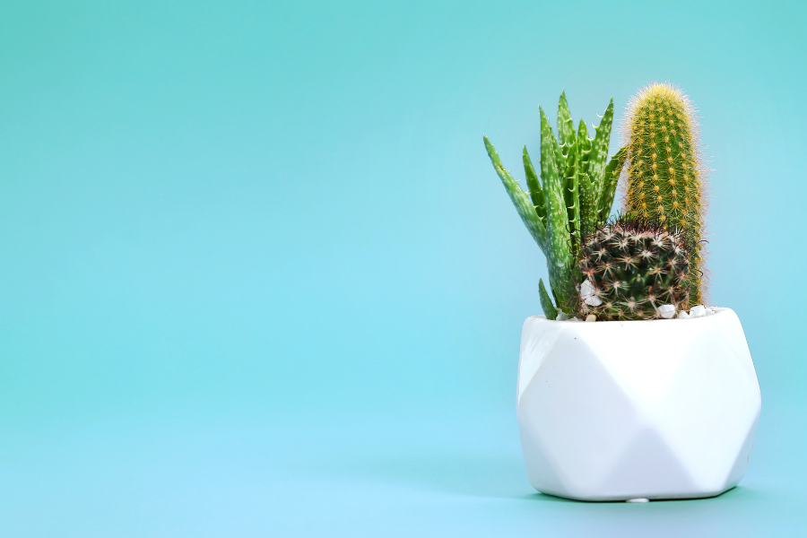 Como Cultivar Cactos - Para Iniciantes