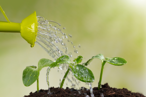 o chá de casca de ovo em suas plantas