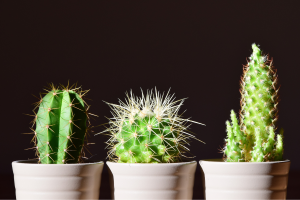 Nutrição adequada para cactos