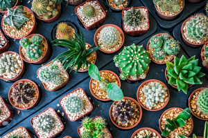 A importância da rega adequada para cactos