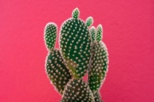 Propagação de cactos