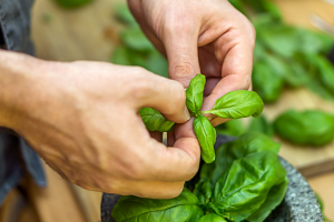 Como Plantar Manjericão