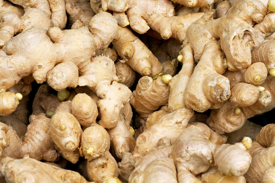 Como Cultivar Gengibre
