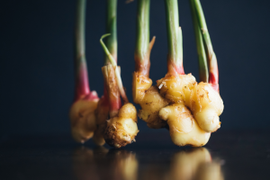 Como Cultivar Gengibre