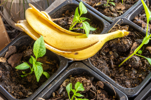 Benefícios do uso da cascas de banana como fertilizante