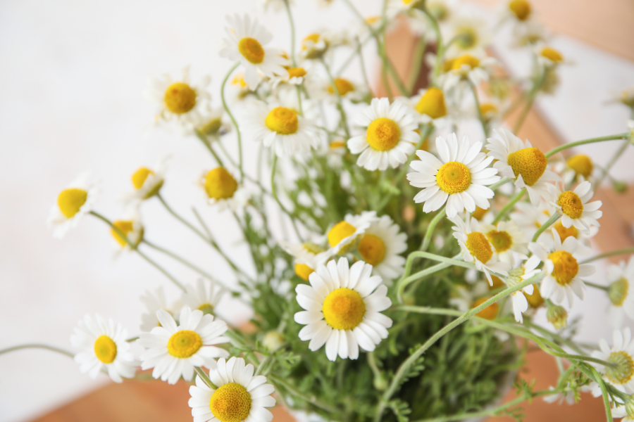Como Cultivar Camomila
