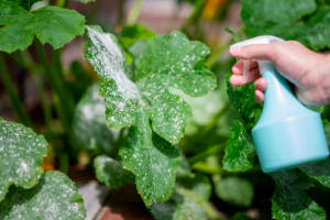 3 Receitas Caseiras para Eliminar Pulgões do Seu Jardim