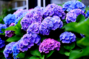 Cultivar Hortênsia em Vaso
