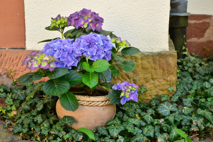 Cultivar Hortênsia em Vaso