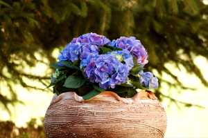 Cultivar Hortênsia em Vaso