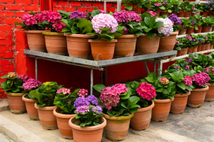 Cultivar Hortênsia em Vaso