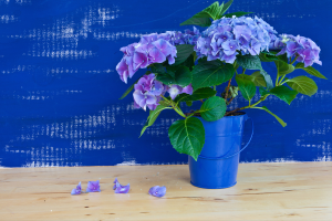 Cultivar Hortênsia em Vaso