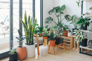 8 Lugares Terríveis para Colocar Plantas de Interior