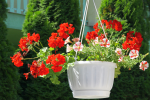 Plantas que Florescem o Ano Todo