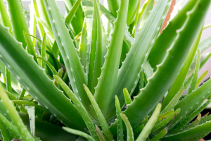 Como Cultivar a Aloe Vera em um Vaso