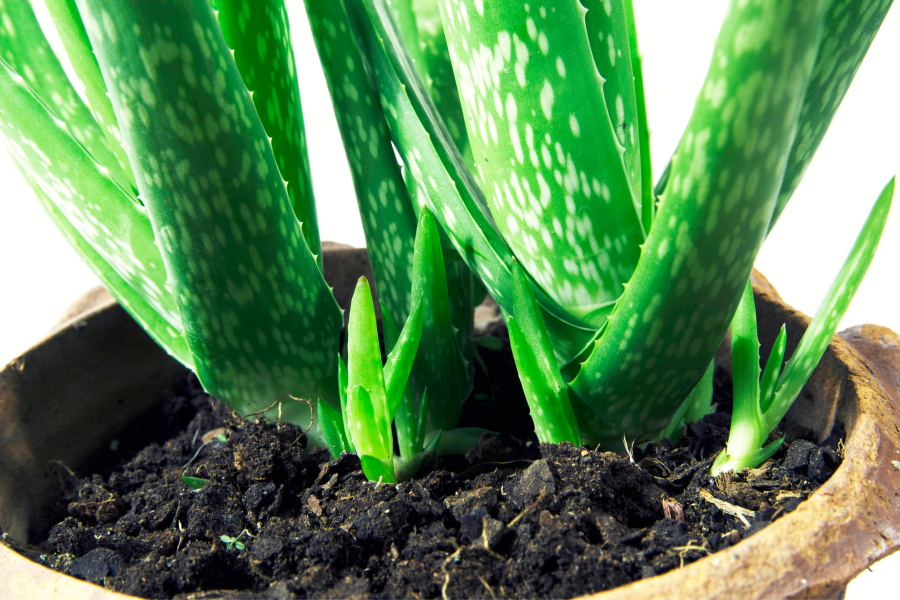 Como Cultivar a Aloe Vera em um Vaso