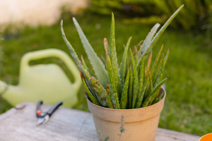 Como Cultivar a Aloe Vera em um Vaso
