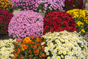 Crisântemo: Guia de Cuidados e Cultivo