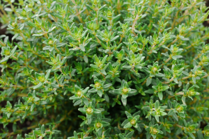 As Maravilhas das Plantas Aromáticas em sua Casa