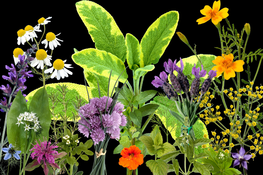 As Maravilhas das Plantas Aromáticas em sua Casa