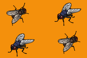 Aprenda a Fazer 3 Armadilhas para Moscas