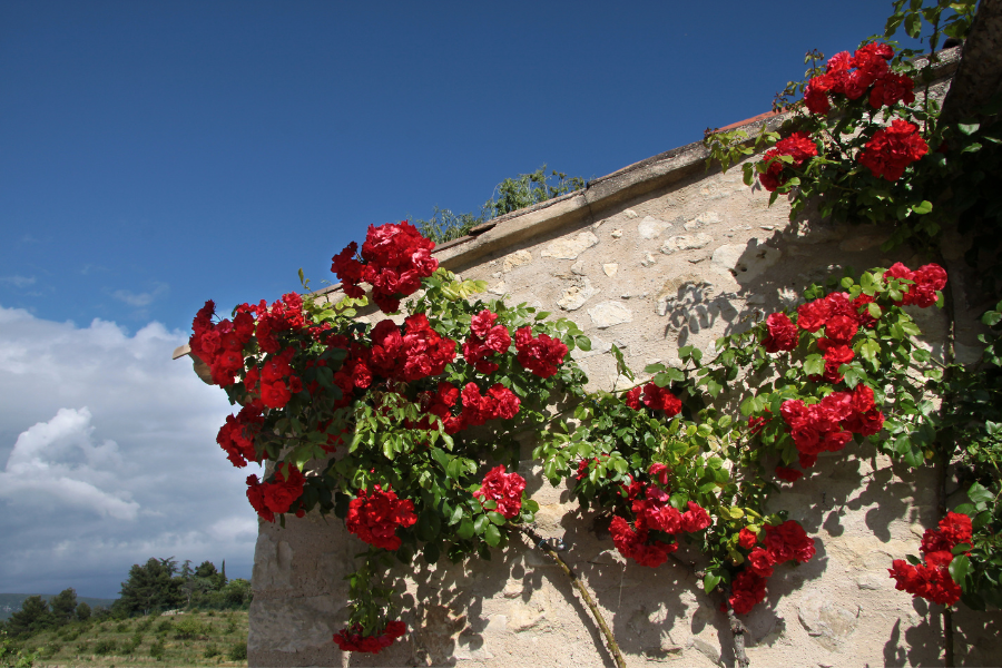Rosas Trepadeiras: Plantio e Cultivo