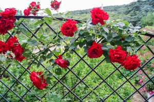Rosas Trepadeiras: Plantio e Cultivo