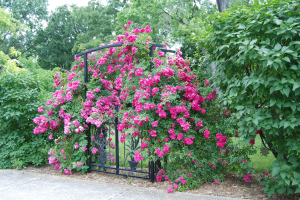Rosas Trepadeiras: Plantio e Cultivo