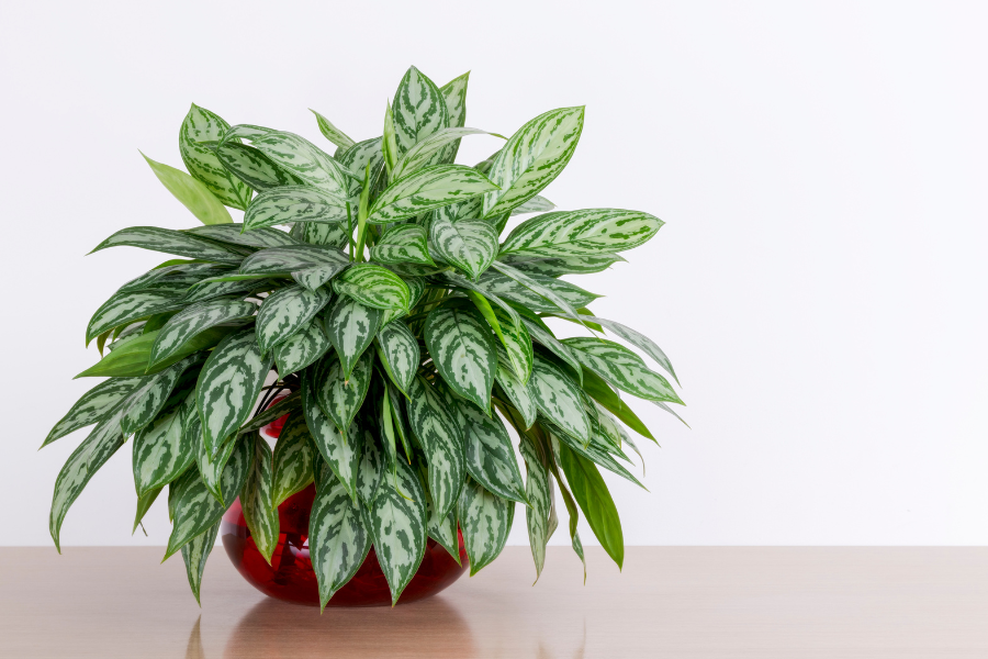 Aglaonema Chinesa: Dicas de Cuidados e Manutenção