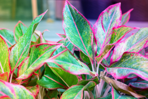 Aglaonema Chinesa: Dicas de Cuidados