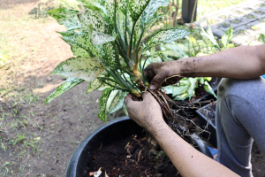 Cuidar da aglaonema chinesa em particular não é fácil nem difícil, depende da atenção que você dá a ela.