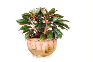 Aglaonema Chinesa: Dicas de Cuidados e Manutenção