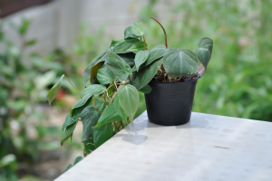 Filodendro coração - Philodendron hederaceum