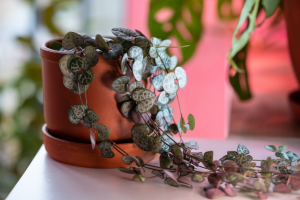 Coração-emaranhado - Ceropegia woodii